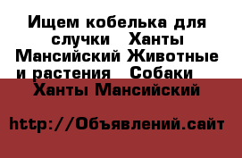 Ищем кобелька для случки - Ханты-Мансийский Животные и растения » Собаки   . Ханты-Мансийский